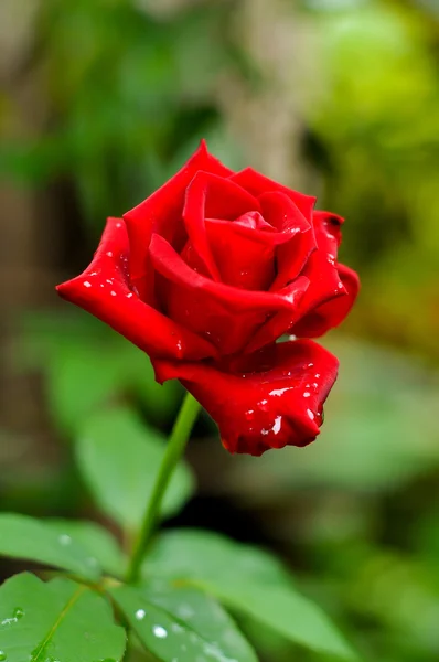 Red rose — Stock Photo, Image