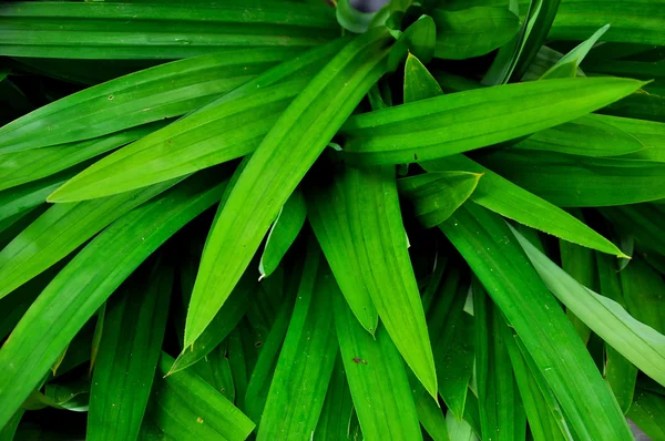 Hojas de pandan — Foto de Stock