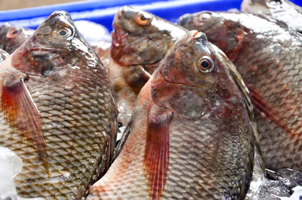 Nil tilapia — Stok fotoğraf