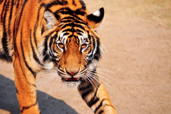 Bengal tiger — Stock Photo, Image