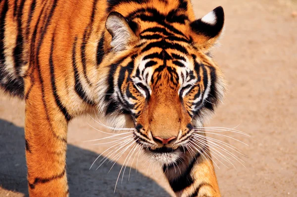 Gezicht van Bengaalse tijger — Stockfoto