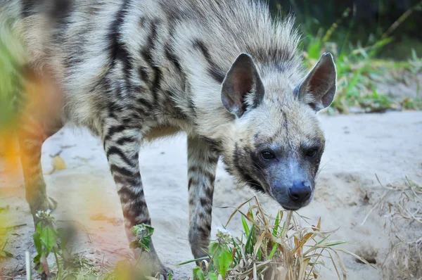 Gestreepte hyena — Stockfoto