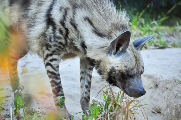 Gestreepte hyena — Stockfoto