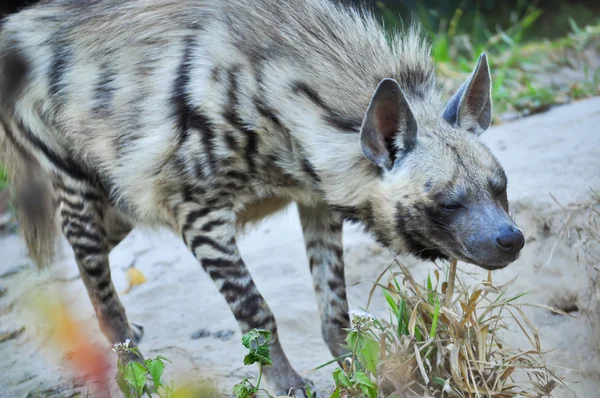 Hyène rayée — Photo