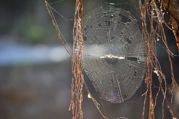 Toile d'araignée — Photo
