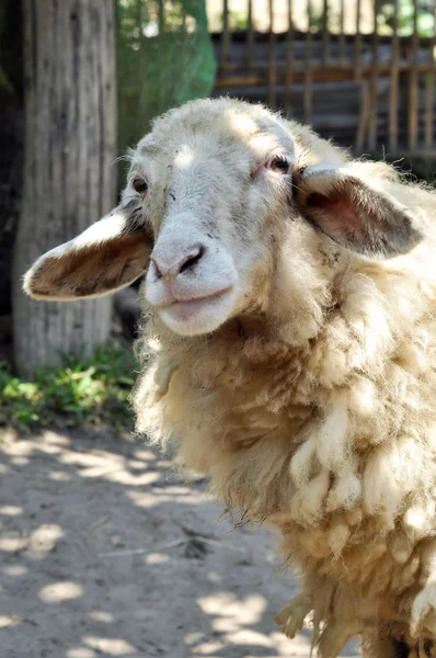 Domestic sheep — Stock Photo, Image