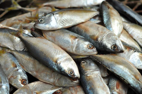 Macrou pește — Fotografie, imagine de stoc