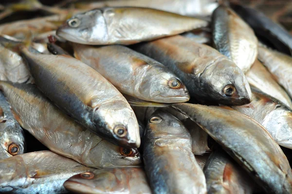 Pescado de caballa —  Fotos de Stock