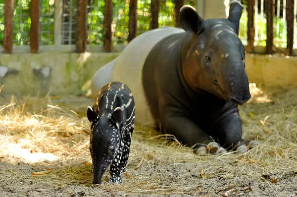 Tapir family — Stock Image Tapir family Royalty Free Stock Photos
