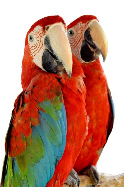 Green-winged Macaw clipart