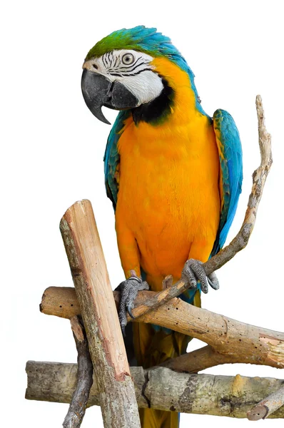 Modro-žlutý macaw — Stock fotografie