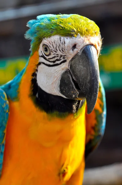 Modro-žlutý macaw — Stock fotografie