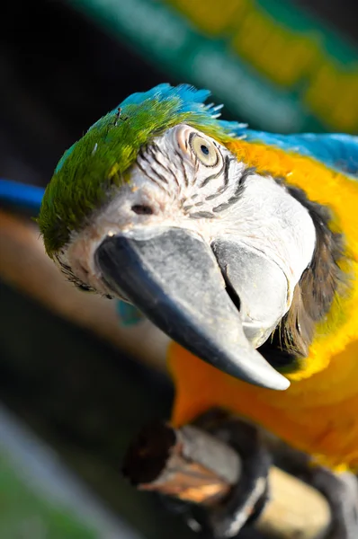 Modro-žlutý macaw — Stock fotografie