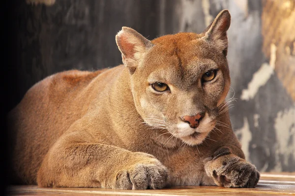 Cougar. — Fotografia de Stock