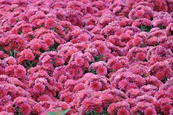 Pink chrysanthemum — Stock Photo, Image