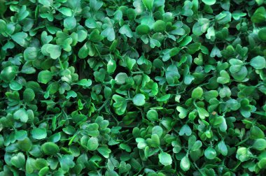 Düğün dekorasyon yapay plastik Şimşir topu