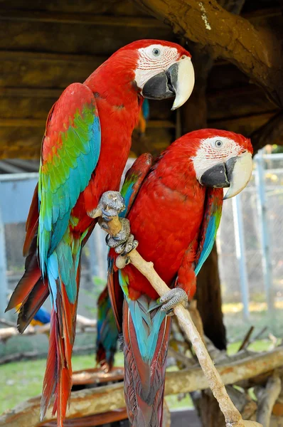 Green-winged Macaw — Stock Photo, Image