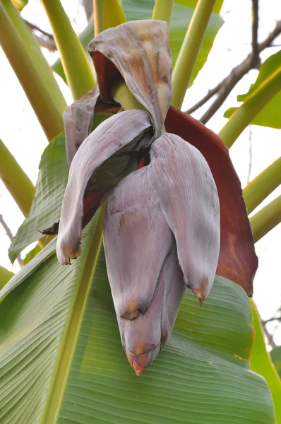 Bananen bloem — Stockfoto