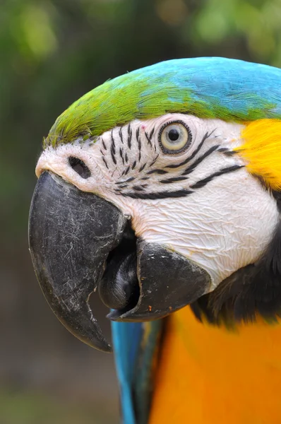 Blue-and-Gold Macaw — Stock Photo, Image