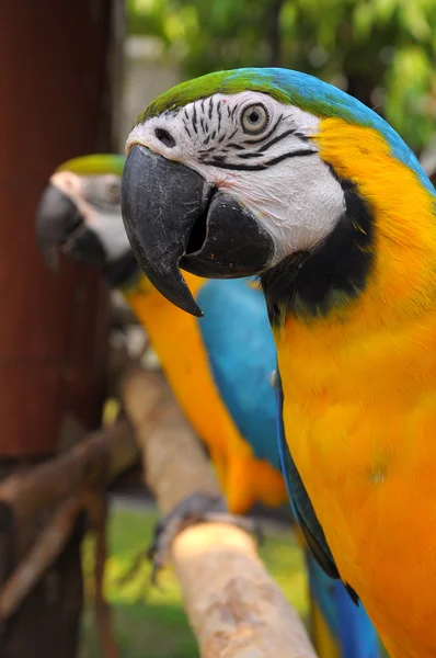 Arara azul e dourada — Fotografia de Stock