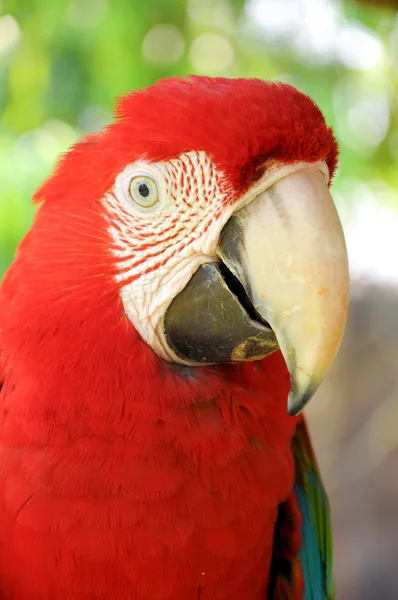 Zelená okřídlený papoušek — Stock fotografie