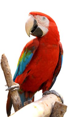 Green-winged Macaw clipart