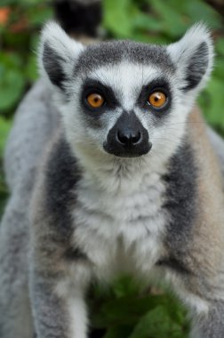 Ring-Tailed Maki