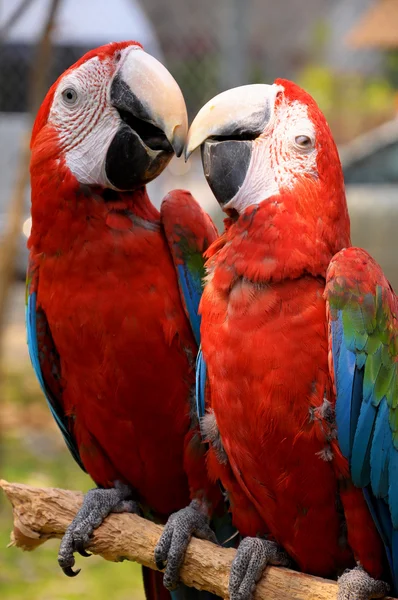 Arara-de-asa-verde — Fotografia de Stock