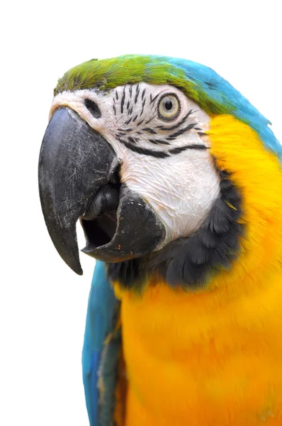 Arara azul e dourada — Fotografia de Stock