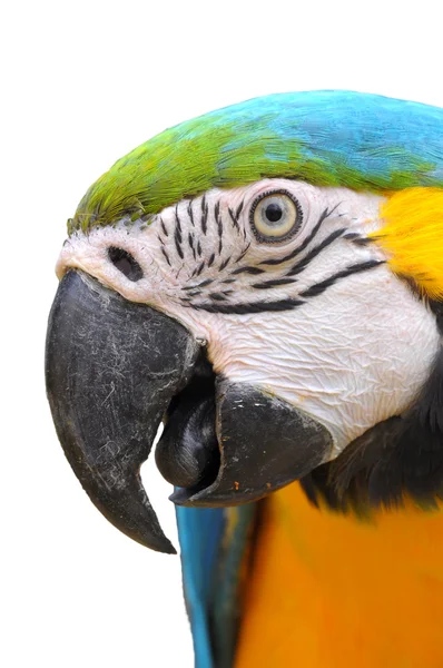 Modrá a zlatá papoušek — Stock fotografie