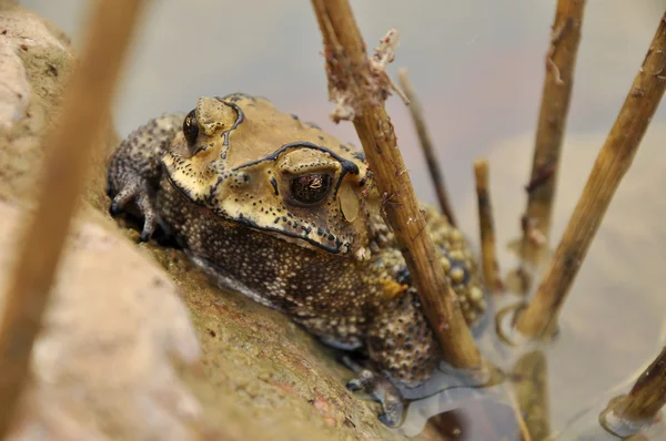 Toad — Stockfoto