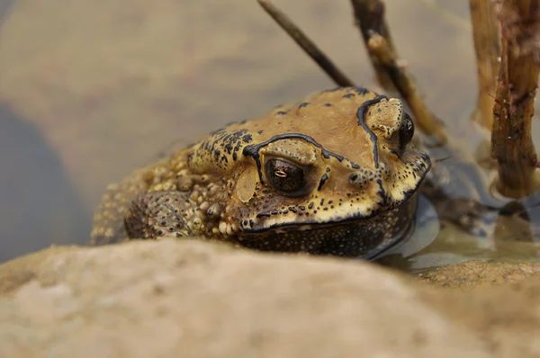 Toad — Stockfoto