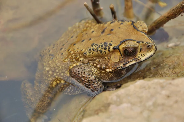 Toad — Stockfoto