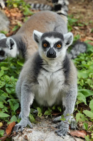 Ogoniasty lemur — Zdjęcie stockowe