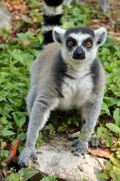 Ogoniasty lemur — Zdjęcie stockowe