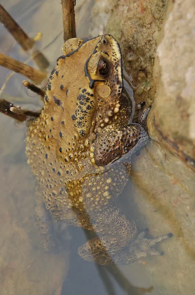 Toad — Stockfoto