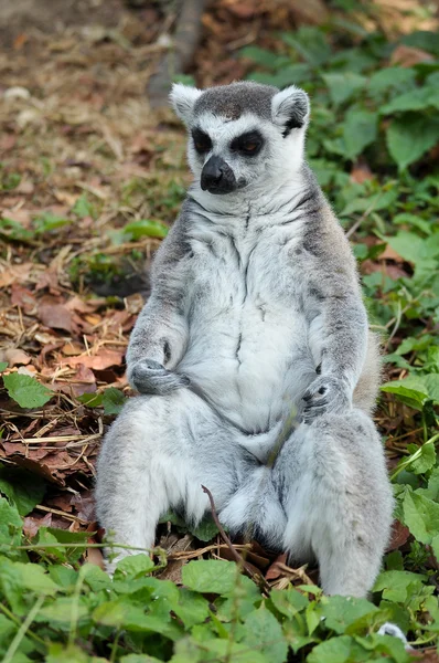 Ring-tailed lemur — Stock Photo, Image