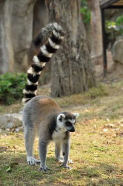 Ring-Tailed Maki