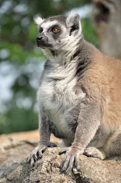 Ogoniasty lemur — Zdjęcie stockowe