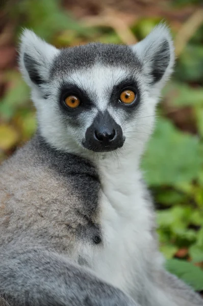 Ogoniasty lemur — Zdjęcie stockowe