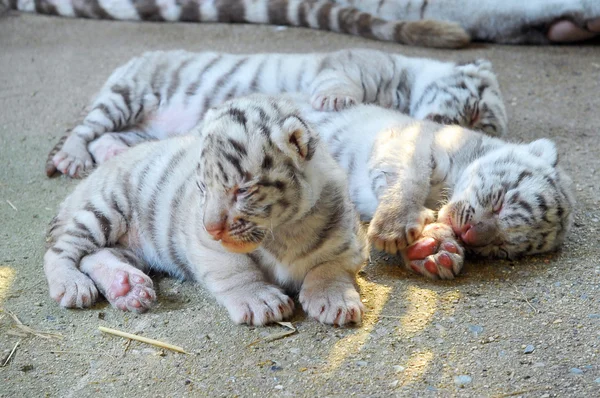 Tres tigres de bengala blanco bebé —  Fotos de Stock