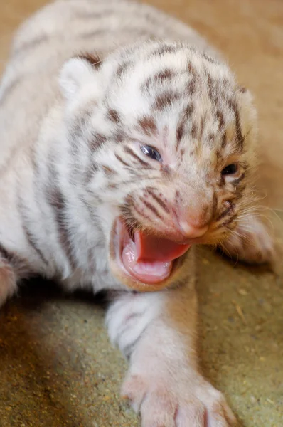 白いベンガル トラの赤ちゃん — ストック写真