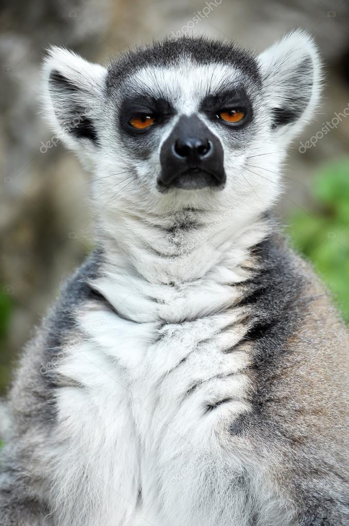 Ring-tailed lemur