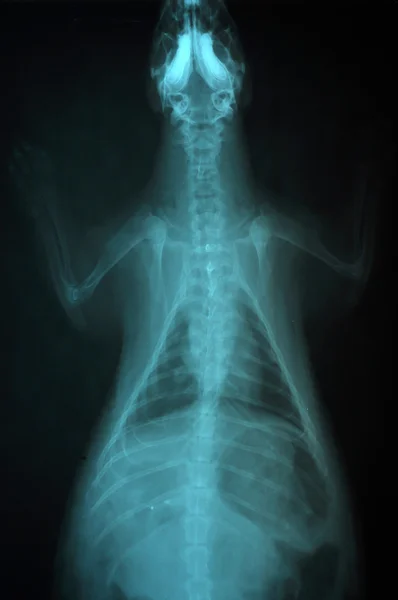 X-ray picture — Stock Photo, Image