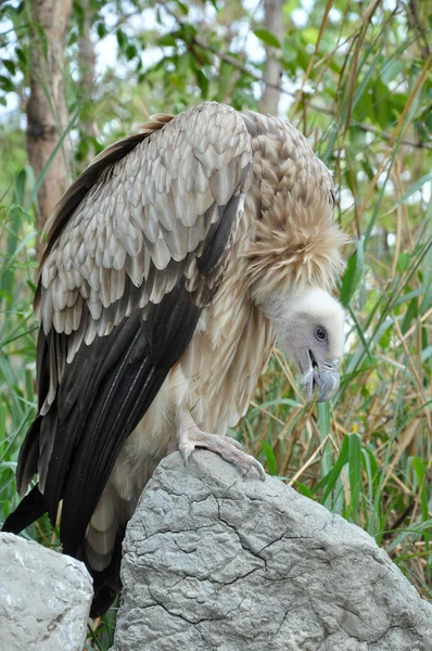 Himalayan vulture — Stock Photo, Image