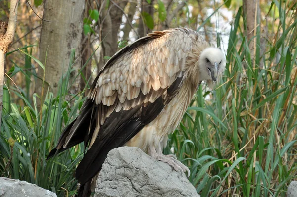 Himalayan vulture — Stock Photo, Image