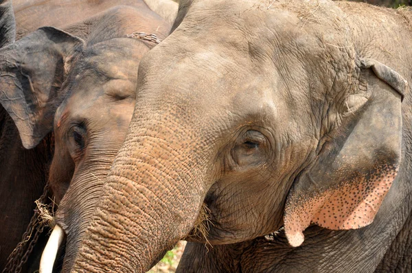 Aziatische olifant eten hooi — Stockfoto