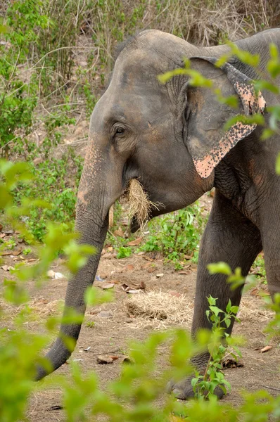 Aziatische olifant eten hooi — Stockfoto