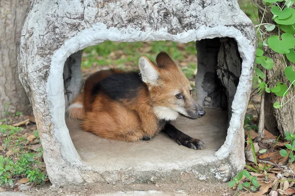 Maned wolf — Stock Image Maned wolf Stock Photo