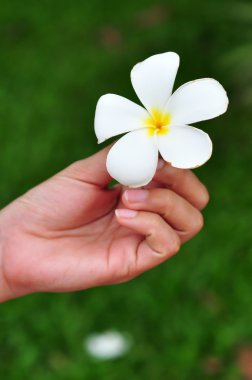 Beyaz plumeria